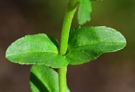 Attēlu rezultāti vaicājumam “Veronica serpyllifolia leaf”