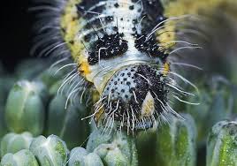 Attēlu rezultāti vaicājumam “Pieris brassicae underside”