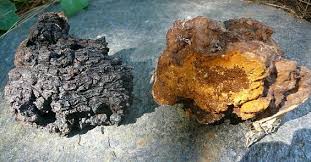 Attēlu rezultāti vaicājumam “Inonotus obliquus”