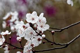 Attēlu rezultāti vaicājumam “Cerasus flower”