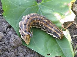 Attēlu rezultāti vaicājumam “Agrius convolvuli”