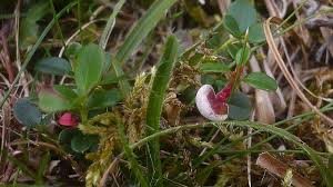 Attēlu rezultāti vaicājumam “Exobasidium cassandrae”