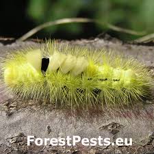 Attēlu rezultāti vaicājumam “Calliteara pudibunda”