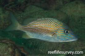 Image result for Haemulon aurolineatum