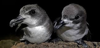 Image result for Pterodroma feae