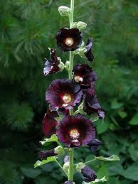 Image result for Alcea rosea nigra