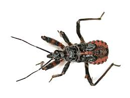 Attēlu rezultāti vaicājumam “Rhynocoris annulatus”