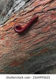 Attēlu rezultāti vaicājumam “Geophilidae”