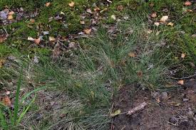 Attēlu rezultāti vaicājumam “Nardus stricta leaf”