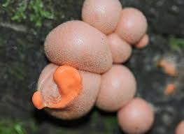 Attēlu rezultāti vaicājumam “Lycogala roseosporum spores”