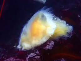 Image result for Phacellophora camtschatica