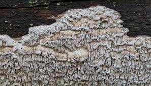 Attēlu rezultāti vaicājumam “Antrodia sinuosa”