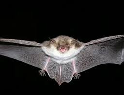 Attēlu rezultāti vaicājumam “Myotis nattereri”