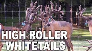 Image result for Big Bucks High Rollers
