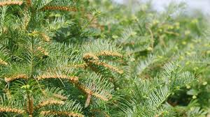 Attēlu rezultāti vaicājumam “Taxus baccata male flower”