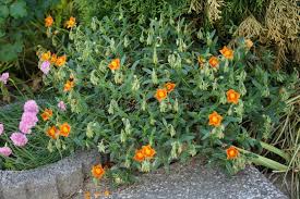 Attēlu rezultāti vaicājumam “Helianthemum x hybridum”