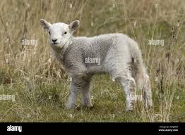 Attēlu rezultāti vaicājumam “Ovis aries juvenile”