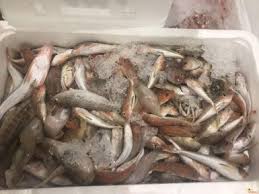 Image result for Labrus bergylta