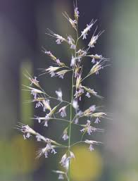 Attēlu rezultāti vaicājumam “Trisetum flavescens flower”