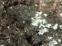 Attēlu rezultāti vaicājumam “Cystocoleus ebeneus”