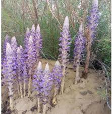 Attēlu rezultāti vaicājumam “Orobanche coerulescens flower”