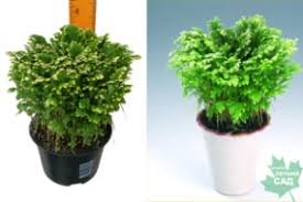 Image result for Бегония Элатиор 12х22 4601887072423