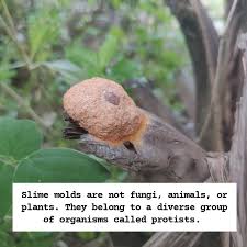 Attēlu rezultāti vaicājumam “Fuligo leviderma”