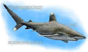 Image result for Carcharhinus longimanus