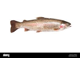 Image result for Oncorhynchus mykiss