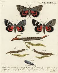 Attēlu rezultāti vaicājumam “Catocala nupta”