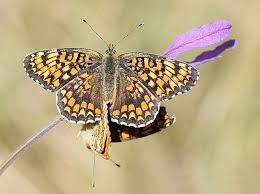 Attēlu rezultāti vaicājumam “Melitaea phoebe”