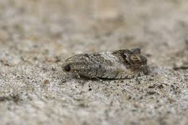 Attēlu rezultāti vaicājumam “Cydia splendana”