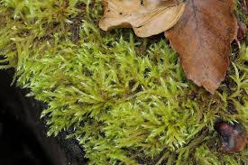 Attēlu rezultāti vaicājumam “Brachythecium salebrosum sporophyte”