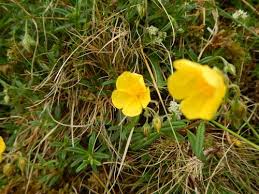 Attēlu rezultāti vaicājumam “Helianthemum x hybridum flower”