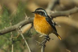 Image result for Phoenicurus moussieri