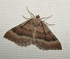 Attēlu rezultāti vaicājumam “Larentia clavaria”