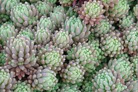 Attēlu rezultāti vaicājumam “Sedum hispanicum fruit”
