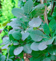 Attēlu rezultāti vaicājumam “Cotinus coggygria leaf”