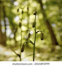 Attēlu rezultāti vaicājumam “Lilium martagon bud”