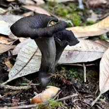 Attēlu rezultāti vaicājumam “Cratarellus cornucopioides”