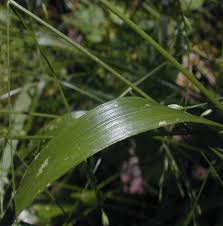 Attēlu rezultāti vaicājumam “Festuca altissima leaf”