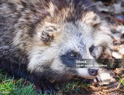 Attēlu rezultāti vaicājumam “Nyctereutes procyonoides”