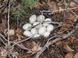 Attēlu rezultāti vaicājumam “Anas platyrhynchos eggs”