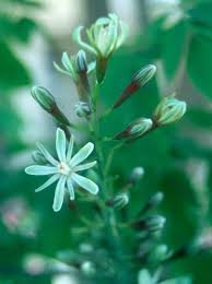 Attēlu rezultāti vaicājumam “Gymnocladus dioicus flower”