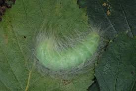 Attēlu rezultāti vaicājumam “Acronicta leporina larva”