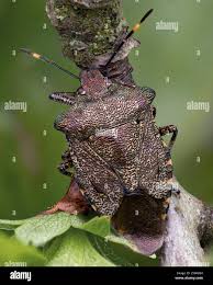 Attēlu rezultāti vaicājumam “Troilus luridus”