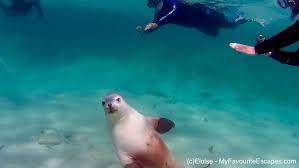 Image result for East Snorkellers