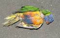 Rant of the day: The dead parrot « Secular Pakistan