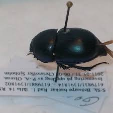 Attēlu rezultāti vaicājumam “Broscus cephalotes”