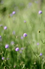 Image result for Succisella inflexa